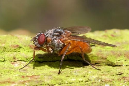 Phaonia sp.
